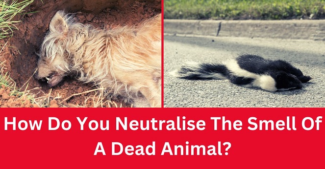 How Do You Neutralise The Smell Of A Dead Animal?