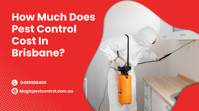 How Much Does Pest Control Cost In Brisbane?