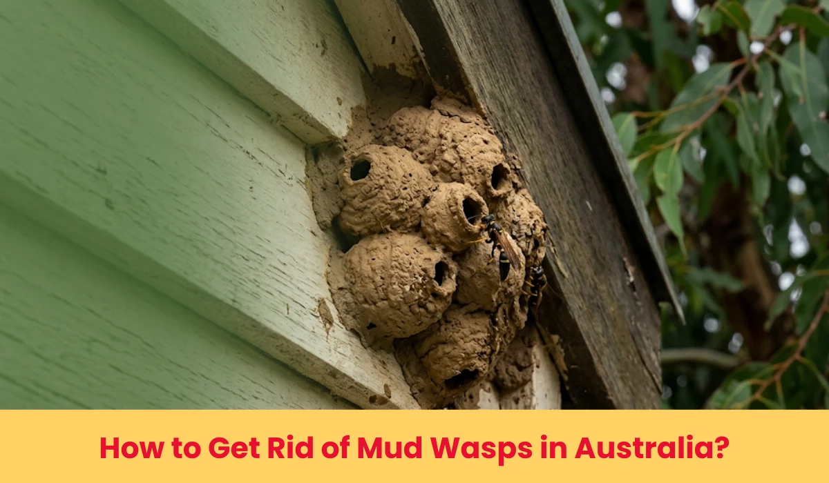 How to Get Rid of Mud Wasps in Australia?