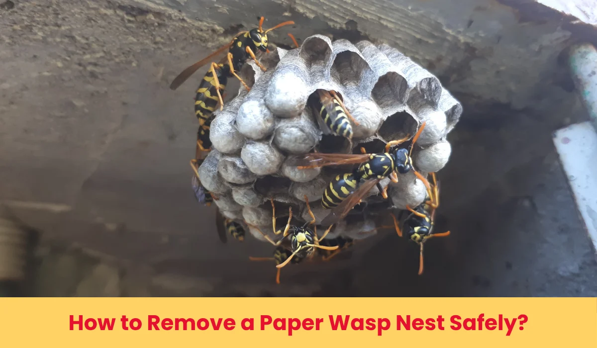 How to Remove Paper Wasp Nest Safely: Guide to Wasp-Free Living