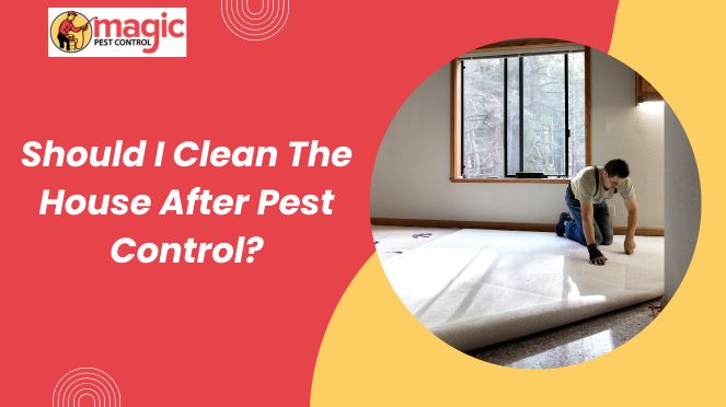Should I Clean The House After Pest Control?