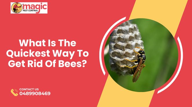 What Is The Quickest Way To Get Rid Of Bees?