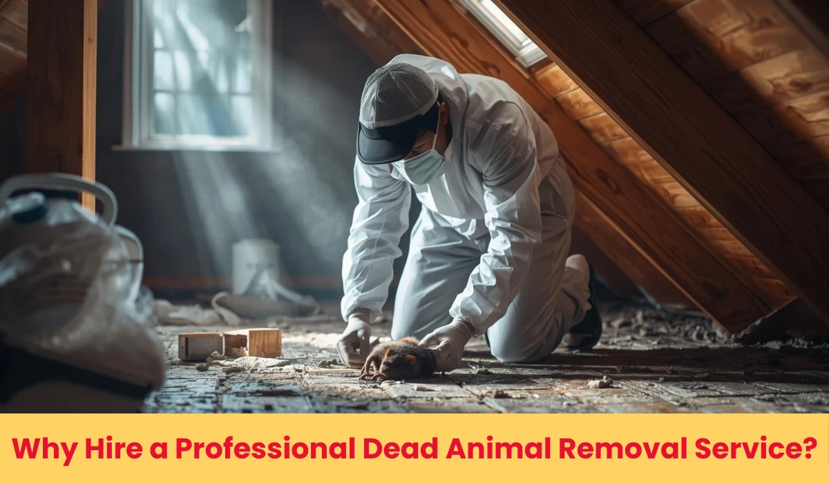 Why Hiring Pros for Dead Animal Removal Is the Smartest Move You’ll Ever Make?