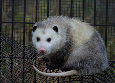 Possum Removal Service Indooroopilly