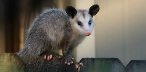 Residential Possum Removal Service