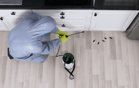 Best Pest Control Services In Brisbane For Your Home