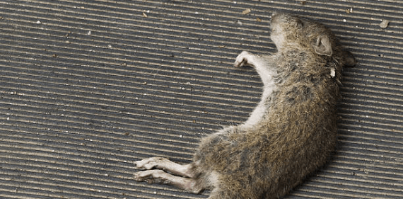 Animal Carcass Removal