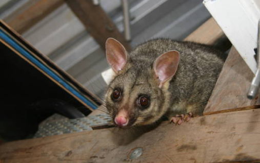 Same Day Possum Removal in Clear Island Waters