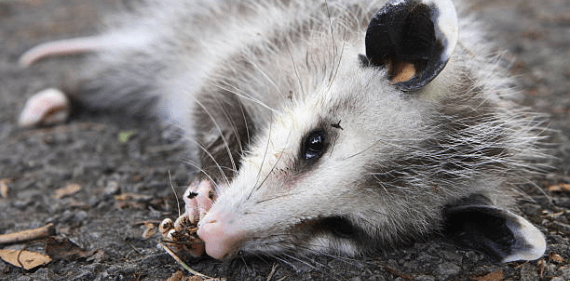 Dead Possum Removal Whiteside