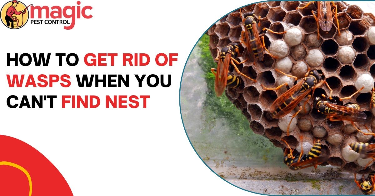 How to Get Rid of Wasps When You Can’t Find Nest