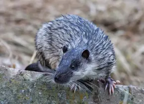 Water rat near Yeerongpilly river property